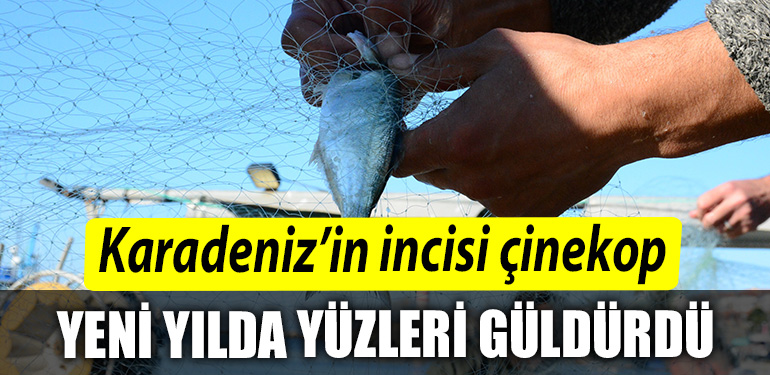 Kocaeli de Karadenizin incisi cinekop yeni yilin ilk ayinda yuzleri guldurdu