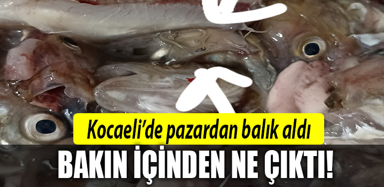 kocaeli balik