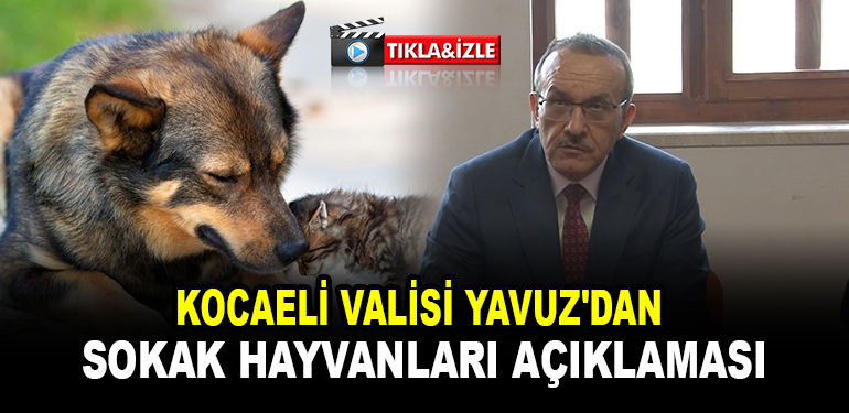 Kocaeli Valisi Yavuz'dan sokak hayvanları açıklaması