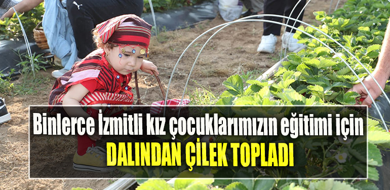 Binlerce İzmitli kız çocuklarımızın eğitimi için dalından çilek topladı