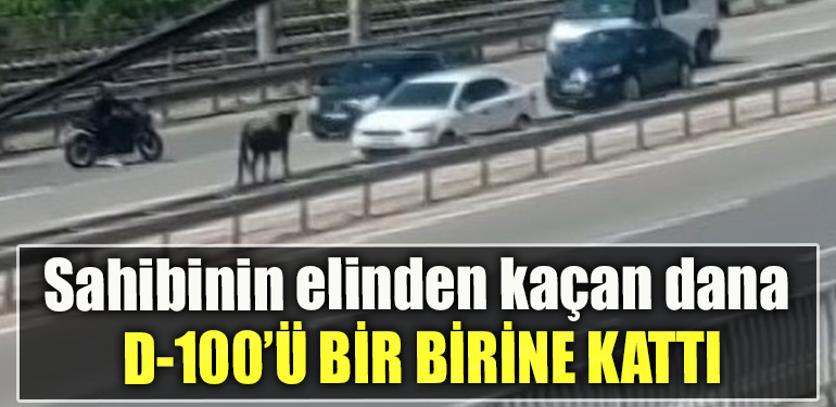 Kocaeli' de sahibinin elinden kaçan dana D 100’ü birbirine kattı