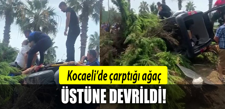 kocaeli aracın üstüne ağaç devrildi